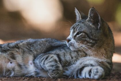 Comportamento Animal